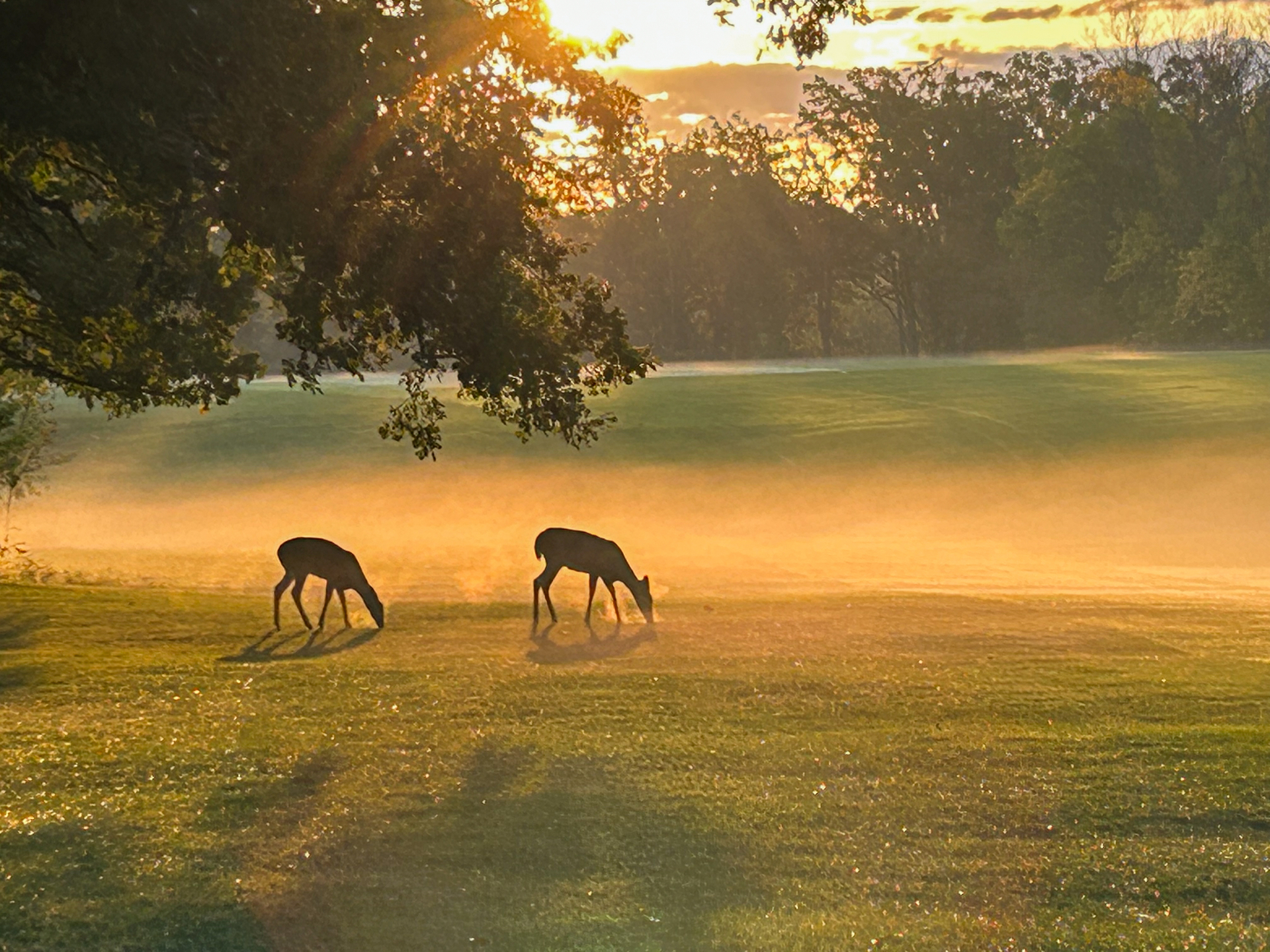 Deer grazing on the fairway at sunrise